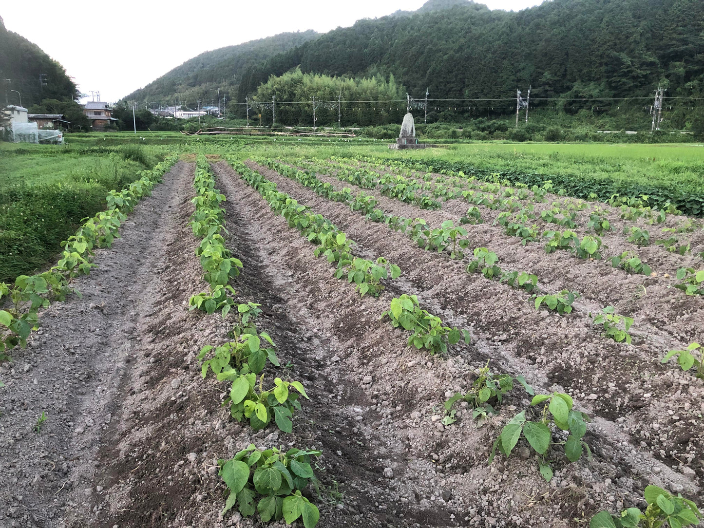農薬不使用の丹波黒枝豆収穫・試食体験 @丹波篠山のGLOSA FARM