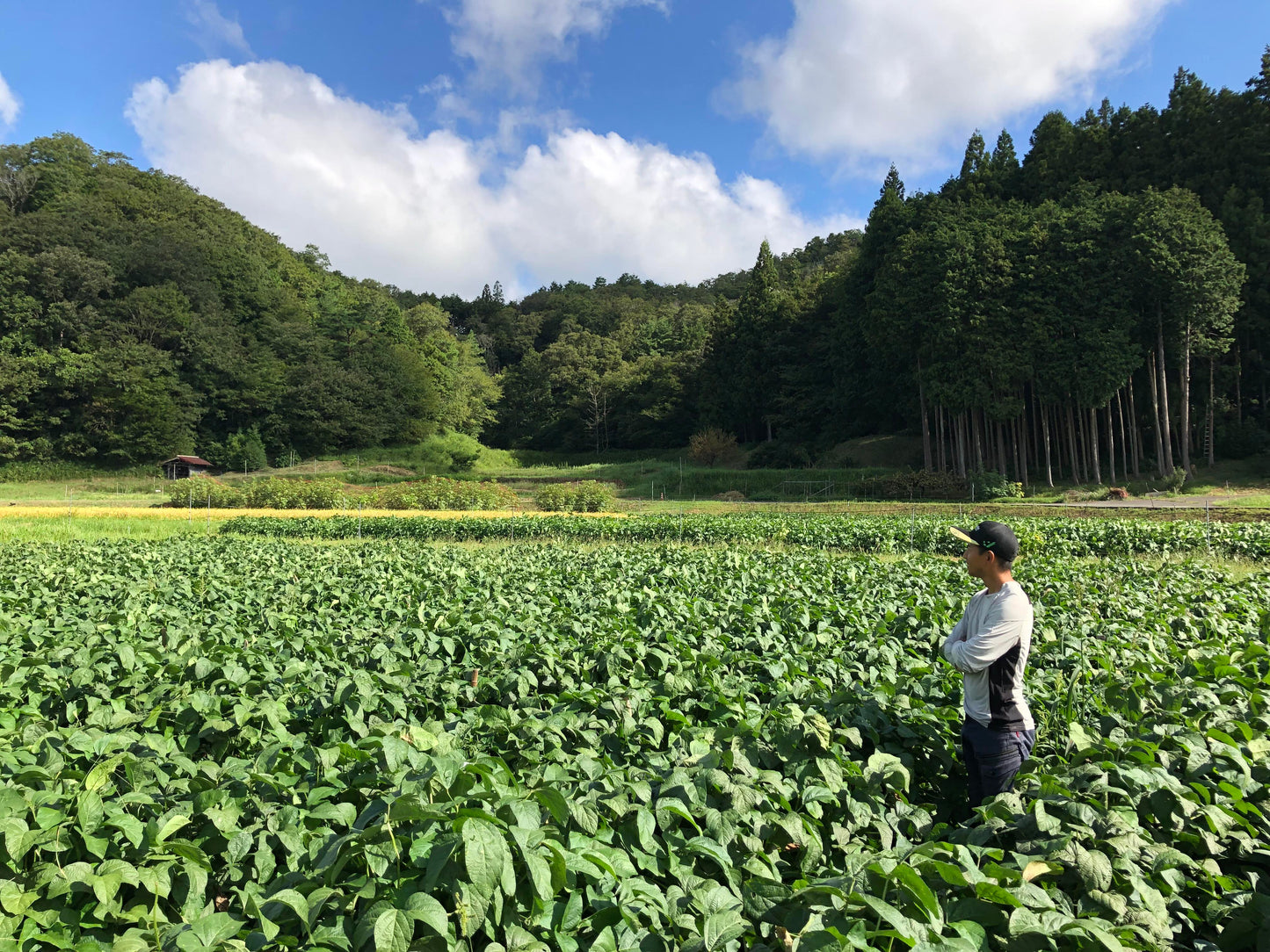 農薬不使用の丹波黒枝豆収穫・試食体験 @丹波篠山のGLOSA FARM