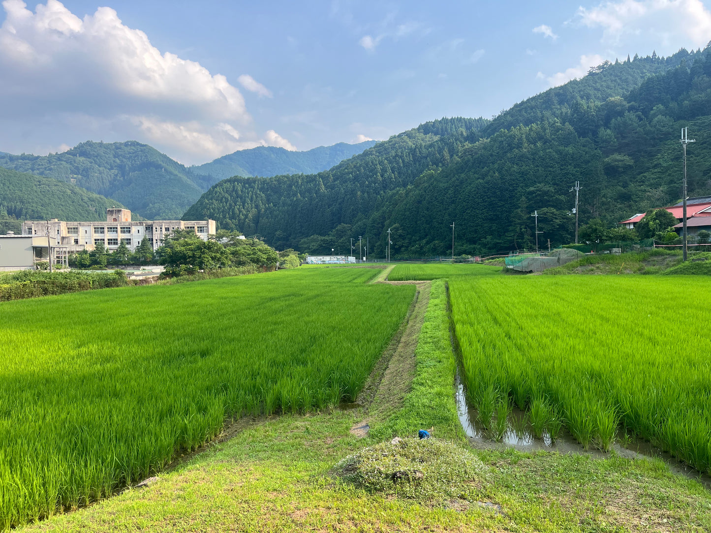 GLOSA代表実家のお米 兵庫県宍粟市産コシヒカリ玄米2kg×2袋 農薬使用減
