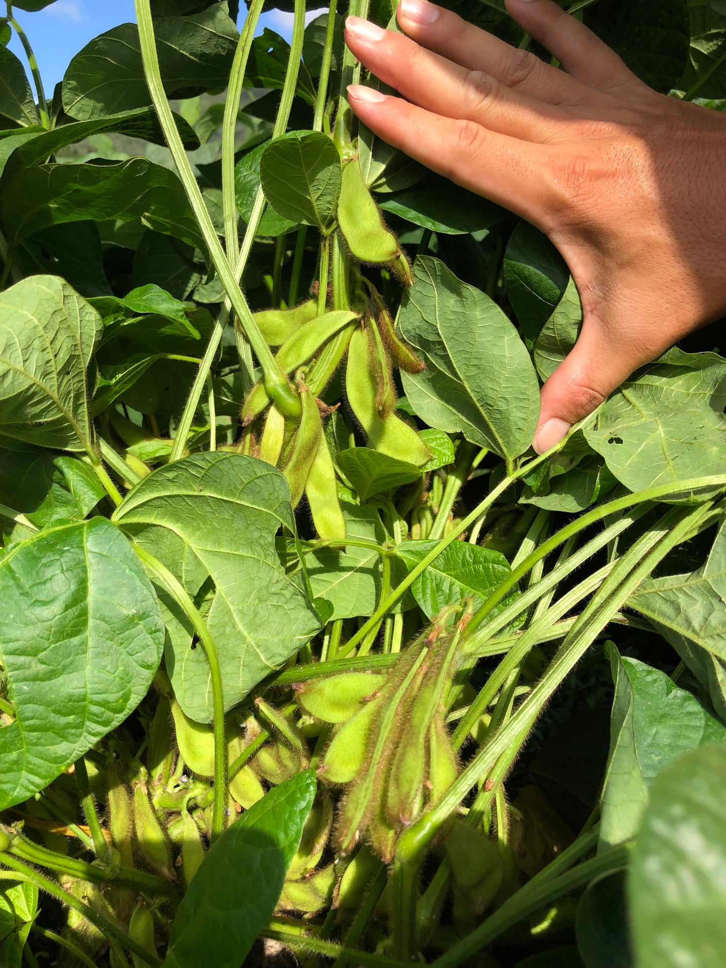農薬不使用の丹波黒枝豆収穫・試食体験　＠丹波篠山のGLOSA FARM
