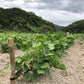 農薬不使用の丹波黒枝豆収穫・試食体験　＠丹波篠山のGLOSA FARM