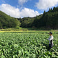 農薬不使用の丹波黒枝豆収穫・試食体験　＠丹波篠山のGLOSA FARM