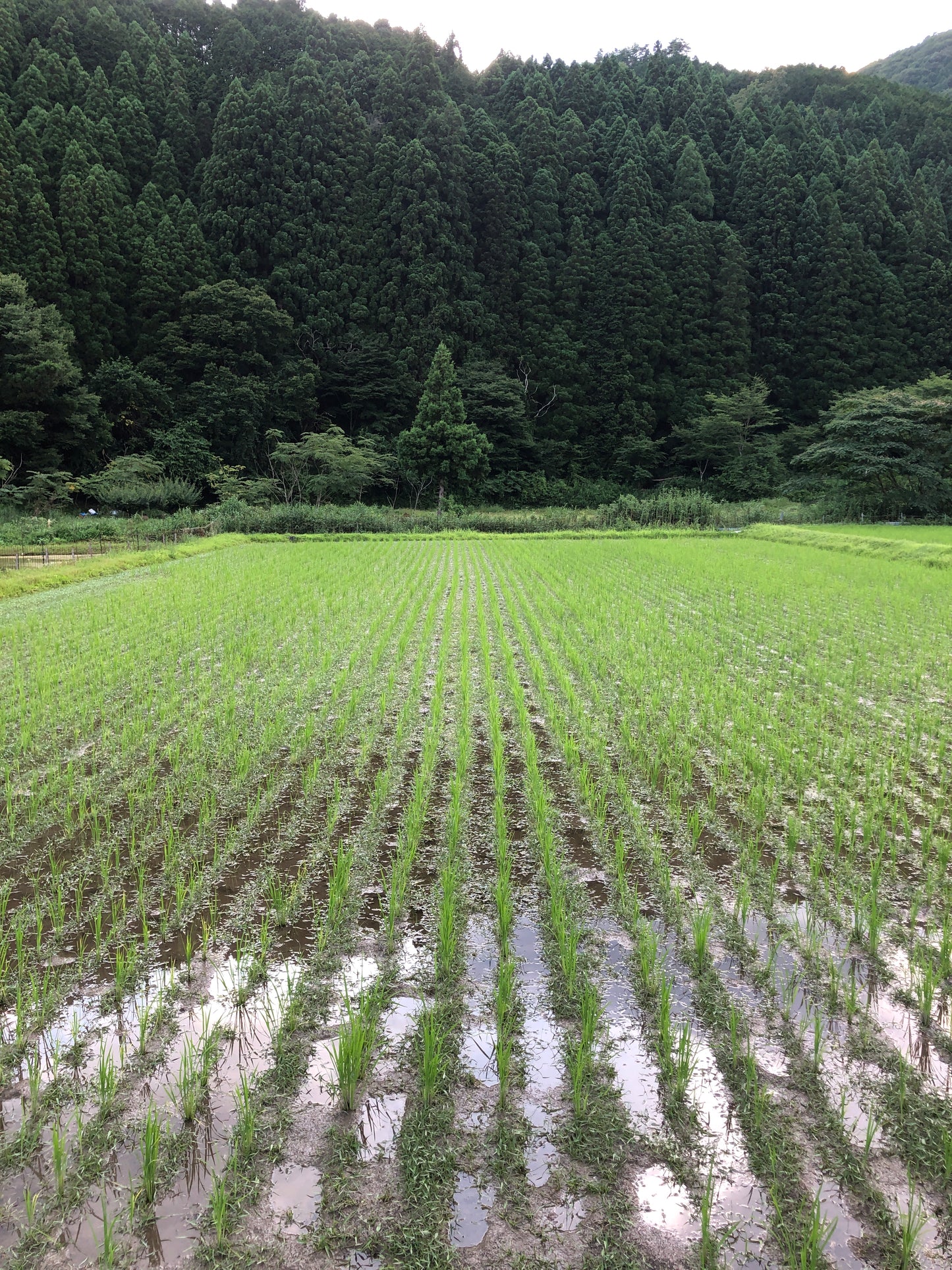 GLOSA代表実家のお米　兵庫県宍粟市産コシヒカリ玄米2kg×2袋　農薬使用減