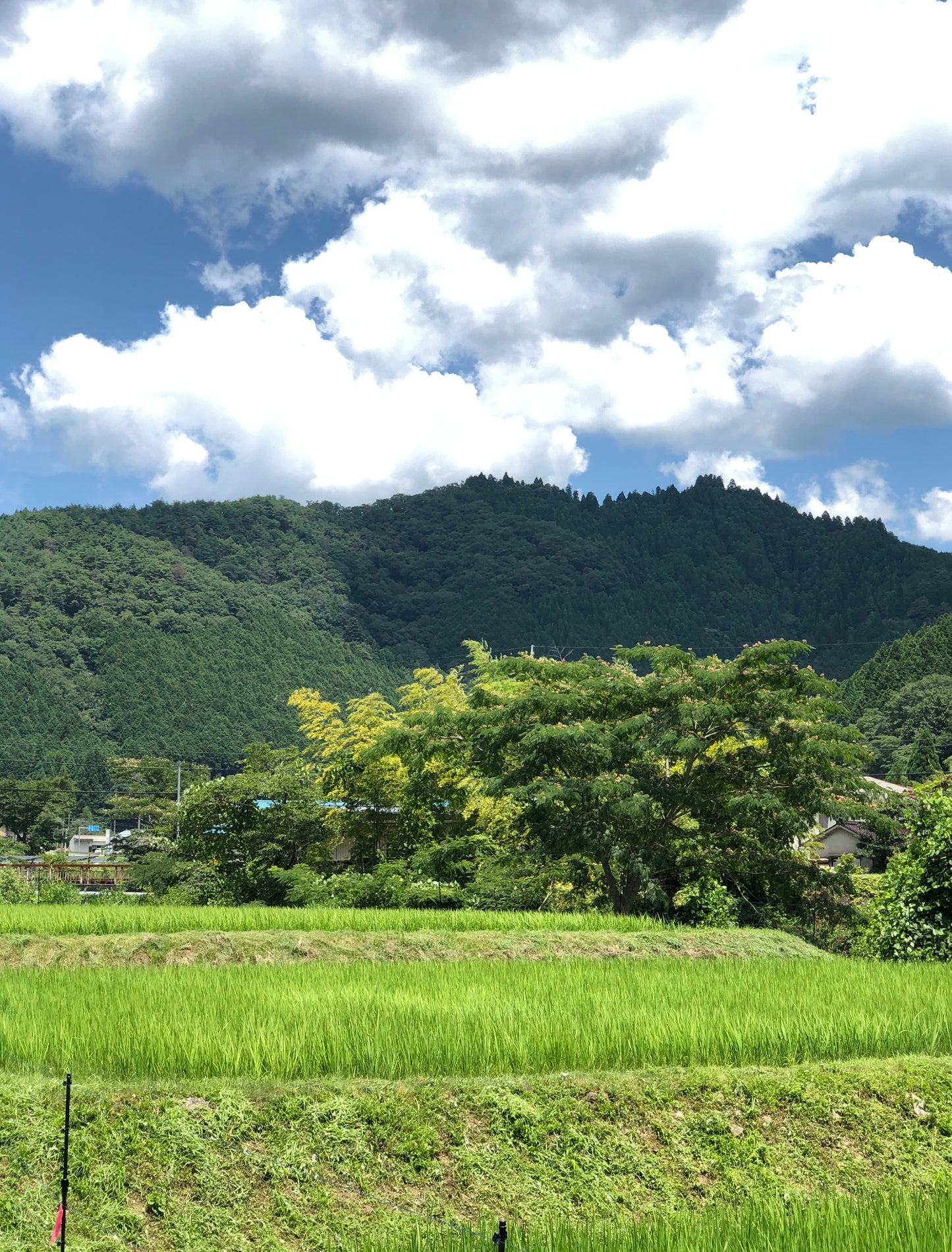 GLOSA代表実家のお米　兵庫県宍粟市産コシヒカリ玄米2kg×2袋　農薬使用減