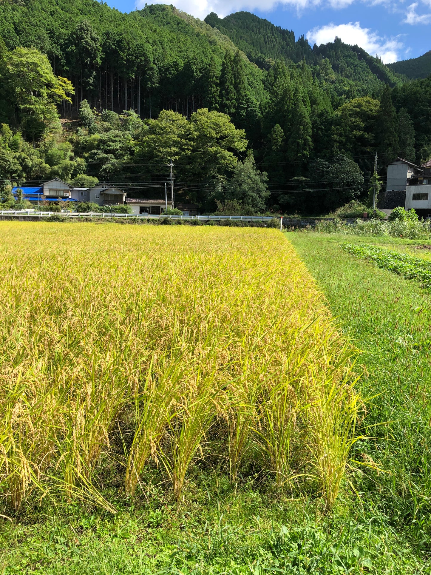 GLOSA代表実家のお米　兵庫県宍粟市産コシヒカリ玄米2kg×2袋　農薬使用減