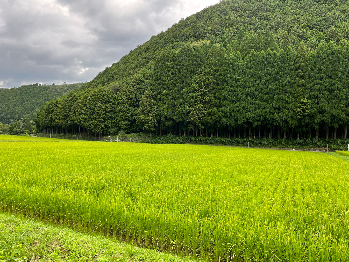 GLOSA代表実家のお米　兵庫県宍粟市産コシヒカリ玄米2kg×2袋　農薬使用減