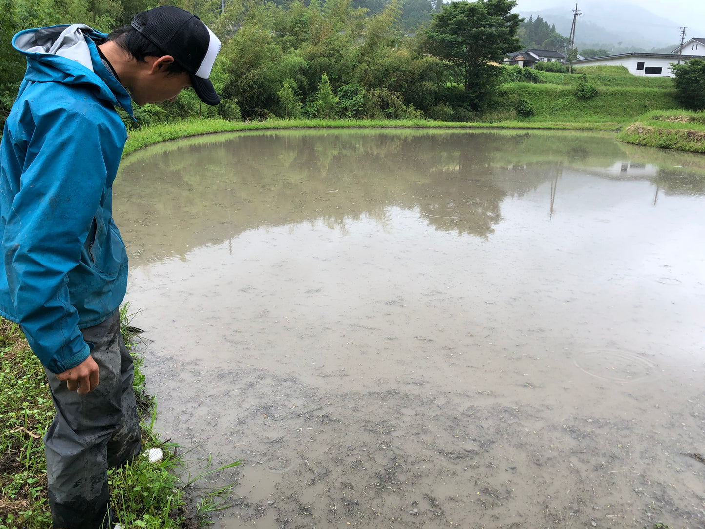 兵庫県産　自然栽培ササニシキ白米2kg×2袋　農薬肥料不使用