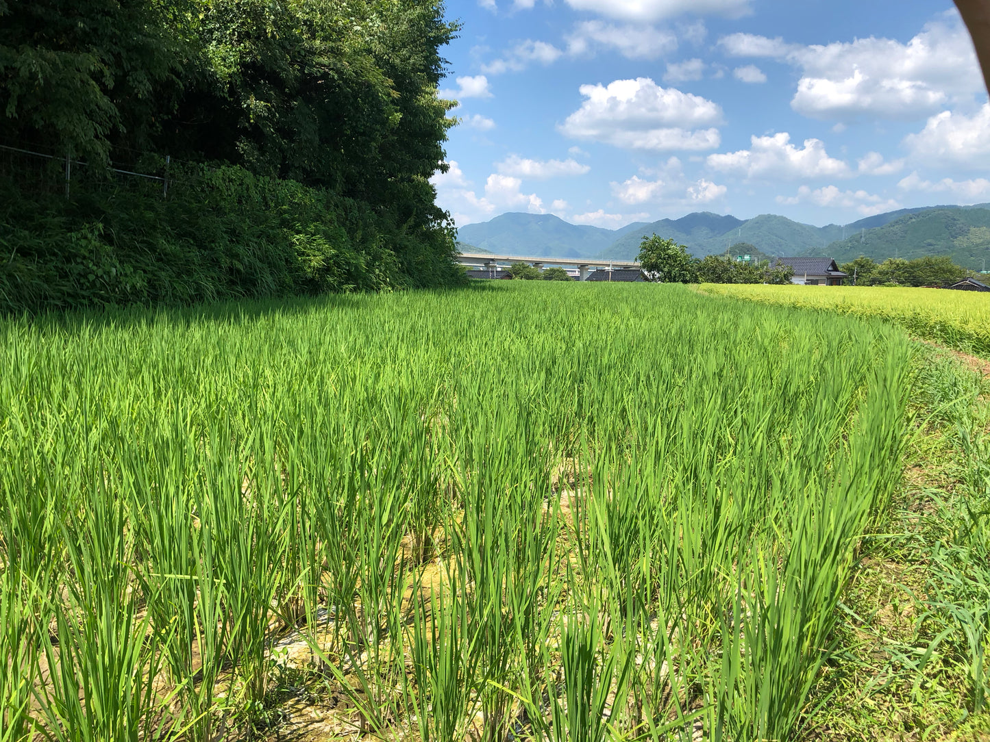兵庫県産　自然栽培ササニシキ白米2kg×2袋　農薬肥料不使用