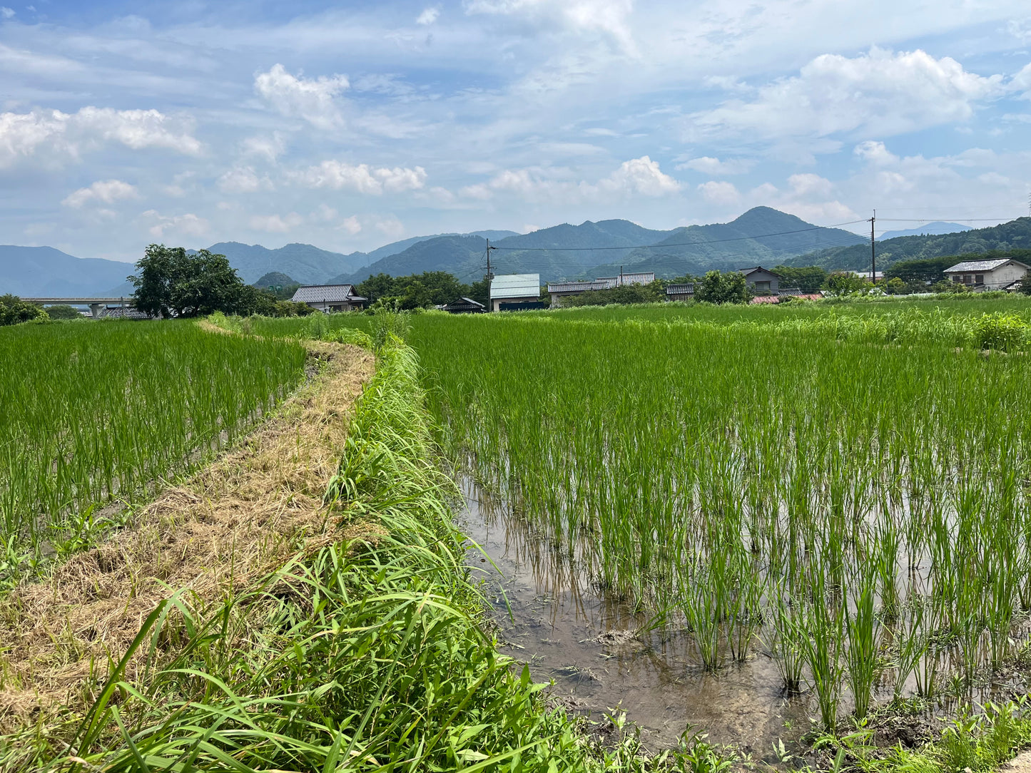兵庫県産　自然栽培ササニシキ白米2kg×2袋　農薬肥料不使用