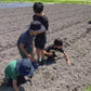 農薬不使用の丹波黒枝豆収穫・試食体験　＠丹波篠山のGLOSA FARM
